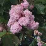 Filipendula rubra Fiore