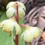 Pyrola chlorantha Λουλούδι