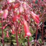Kalanchoe uniflora 花
