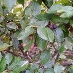 Cotoneaster acutifolius Foglia