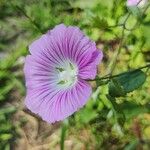 Malva punctata Kvet