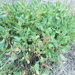 Rumex roseus Hoja