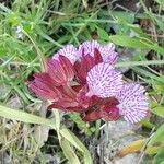 Anacamptis papilionacea Квітка