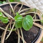 Peperomia pellucida Leaf