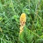 Orobanche elatior Other