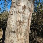 Populus × canescens Corteccia