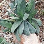 Gasteria pillansii Yaprak