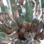 Euphorbia resinifera Libunga