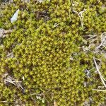 Sedum acreBlatt