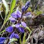 Polygala amara 花