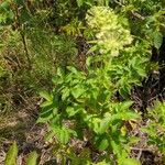 Aralia hispida Blomma