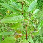 Cornus amomum Folla