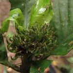 Psychotria globosa Flor