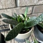 Gasteria disticha Leaf