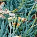 Senecio serpens Blomma