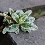 Buddleja globosa Ліст