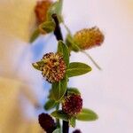 Salix caesia Flower