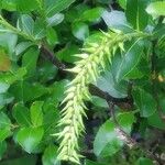 Salix glabra Fruit