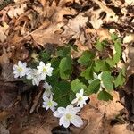 Anemonella thalictroidesFuelha