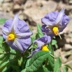 Solanum neorossii