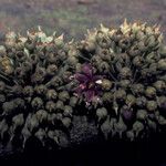 Pradosia ptychandra Flower