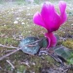 Cyclamen repandum Flor