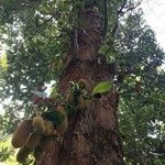 Artocarpus heterophyllus Плод