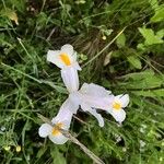 Iris orientalis Цвят