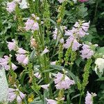 Physostegia virginiana Habit