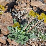 Lomatium foeniculaceum Хабит