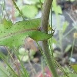 Lactuca muralis Bark