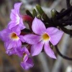 Campylanthus salsoloides Flor
