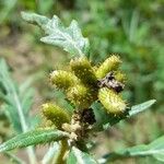 Xanthium spinosum Fruit