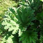 Gunnera tinctoria Blatt