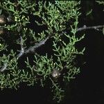 Cupressus goveniana Fruit