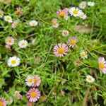 Erigeron karvinskianusफूल