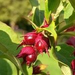 Leycesteria formosa Hedelmä