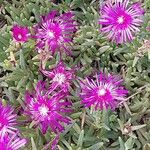 Delosperma cooperi Habit