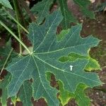 Cnidoscolus aconitifolius Blatt