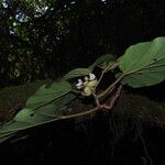 Begonia poculifera Natur