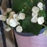 Begonia alchemilloides