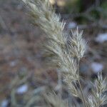 Achnatherum calamagrostis Цвят