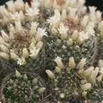 Mammillaria picta Кветка