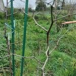 Ziziphus lotus Casca
