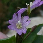 Epilobium alsinifolium Kukka