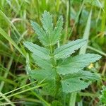 Berula erecta Leaf