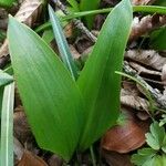 Allium ursinumLeaf