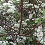 Spiraea × vanhouttei Bark