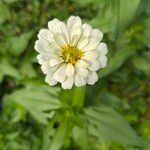 Zinnia angustifoliaКветка