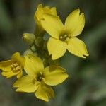 Aurinia sinuata Květ